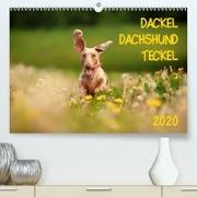 DACKEL DACHSHUND TECKEL 2020(Premium, hochwertiger DIN A2 Wandkalender 2020, Kunstdruck in Hochglanz)