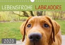 Lebensfrohe Labradore (Wandkalender 2020 DIN A4 quer)