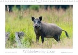 Wildschweine 2020 (Wandkalender 2020 DIN A4 quer)