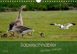 Säbelschnäbler - tollkühne Wattvögel (Wandkalender 2020 DIN A4 quer)
