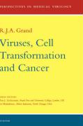 Viruses, Cell Transformation, and Cancer