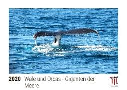 Wale und Orcas - Giganten der Meere 2020 - Timokrates Kalender, Tischkalender, Bildkalender - DIN A5 (21 x 15 cm)