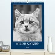 Wilde Katzen - Korsikas Samtpfoten(Premium, hochwertiger DIN A2 Wandkalender 2020, Kunstdruck in Hochglanz)