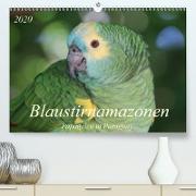 Blaustirnamazonen - Papageien in Paraguay(Premium, hochwertiger DIN A2 Wandkalender 2020, Kunstdruck in Hochglanz)