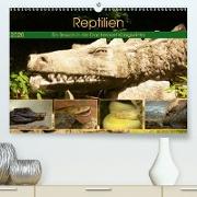 Reptilien. Ein Besuch in der Drachenwelt Königswinter(Premium, hochwertiger DIN A2 Wandkalender 2020, Kunstdruck in Hochglanz)