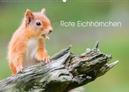 Rote Eichhörnchen(Premium, hochwertiger DIN A2 Wandkalender 2020, Kunstdruck in Hochglanz)