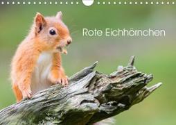 Rote Eichhörnchen (Wandkalender 2020 DIN A4 quer)