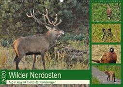 Wilder Nordosten - Aug in Aug mit Tieren der Ostseeregion (Wandkalender 2020 DIN A2 quer)