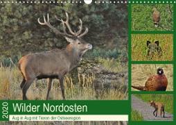 Wilder Nordosten - Aug in Aug mit Tieren der Ostseeregion (Wandkalender 2020 DIN A3 quer)