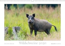 Wildschweine 2020 (Wandkalender 2020 DIN A3 quer)