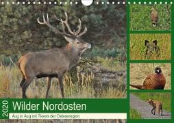 Wilder Nordosten - Aug in Aug mit Tieren der Ostseeregion (Wandkalender 2020 DIN A4 quer)