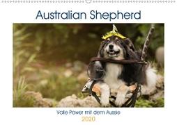 Australian Shepherd - volle Power mit dem Aussie (Wandkalender 2020 DIN A2 quer)