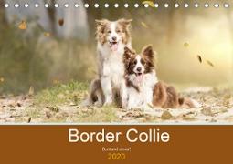 Border Collie - Bunt und clever! (Tischkalender 2020 DIN A5 quer)