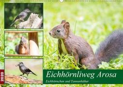 Eichhörnliweg Arosa - Eichhörnchen und Tannenhäher (Wandkalender 2020 DIN A2 quer)
