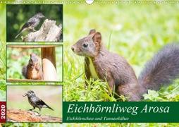 Eichhörnliweg Arosa - Eichhörnchen und Tannenhäher (Wandkalender 2020 DIN A3 quer)