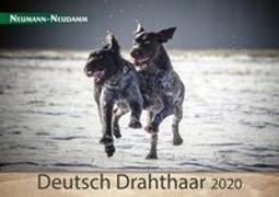 Deutsch Drahthaar 2020