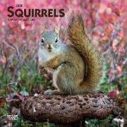 Squirrels 2020 Mini 7x7