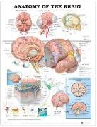 Anatomy of the Brain Anatomical Chart