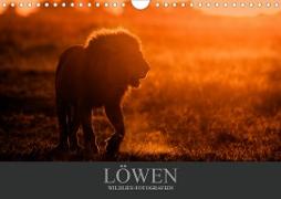 Löwen Wildlife-Fotografien (Wandkalender 2020 DIN A4 quer)