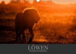 Löwen Wildlife-Fotografien (Wandkalender 2020 DIN A3 quer)