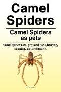 Camel spiders. Camel spiders as pets. Camel spider care, pros and cons, housing, keeping, diet and health