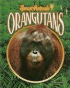 Orangutans