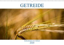 Getreide - Beobachtungen am Feldrand (Wandkalender 2020 DIN A3 quer)