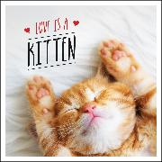 Love is a Kitten