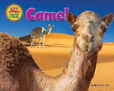 Camel