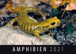 Amphibien 2021
