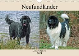 Neufundländer Liebenswerte Bären (Wandkalender 2021 DIN A4 quer)