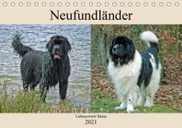 Neufundländer Liebenswerte Bären (Tischkalender 2021 DIN A5 quer)