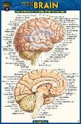 Anatomy of the Brain (Pocket-Sized Edition - 4x6 Inches)