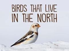 Birds That Live in the North