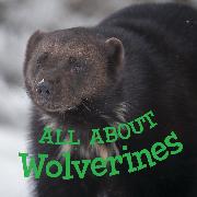 All about Wolverines