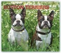 Boston Terriers - For the love of 2021 - 18-Monatskalender mit freier DogDays-App