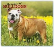 Bulldogs - For the love of 2021 - 18-Monatskalender mit freier DogDays-App