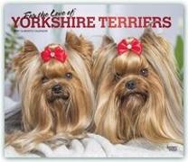 Yorkshire Terriers - For the Love of - Yorkies 2021 - 18-Monatskalender mit freier DogDays-App