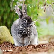 Kaninchen 2021 Broschürenkalender