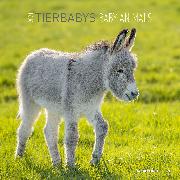 Tierbabys 2021 Broschürenkalender