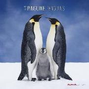 Pinguine 2021 - Broschürenkalender 30x30