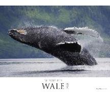 Die Welt der Wale 2021 - Bild-Kalender XXL