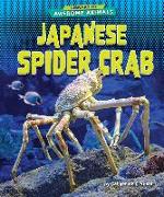 Japanese Spider Crab