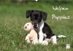 Welpen - Puppies (Wandkalender 2021 DIN A2 quer)