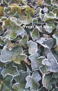 Frost auf Efeu