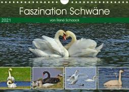 Faszination Schwäne (Wandkalender 2021 DIN A4 quer)