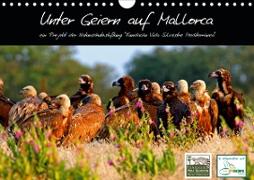 Unter Geiern auf Mallorca: Ein Projekt der Naturschutzstiftung Vida Silvestre Mediterránea (Wandkalender 2021 DIN A4 quer)