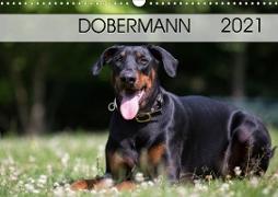 Dobermann 2021 (Wandkalender 2021 DIN A3 quer)