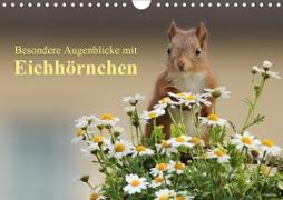 Besondere Augenblicke mit Eichhörnchen (Wandkalender 2021 DIN A4 quer)