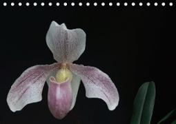 Frauenschuhe - die schönsten Orchideen der Welt (Tischkalender 2021 DIN A5 quer)